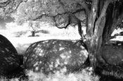 Broadleas Stone Circle